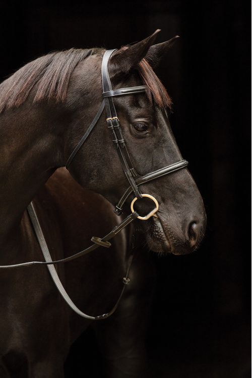 Amigo Deluxe Hunter Snaffle Bridle - Black