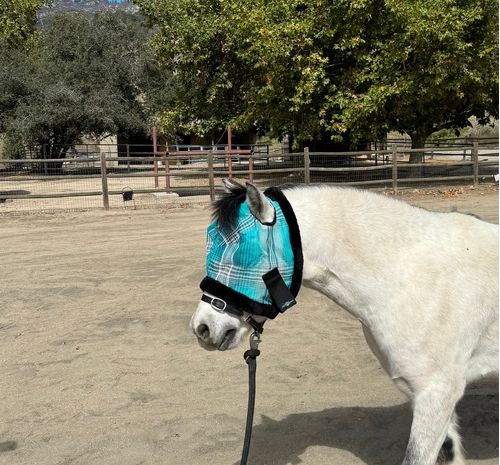 Kensington Mini/Pony Fleece Trim Fly Mask - Atlantis