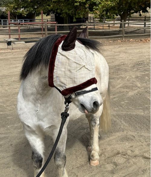 Kensington Pony Fly Mask w/Fleece Trim and Ears - Desert Sand