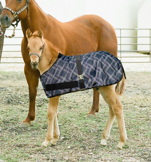 Kensington Signature Adjustable Foal Turnout - Deluxe Black