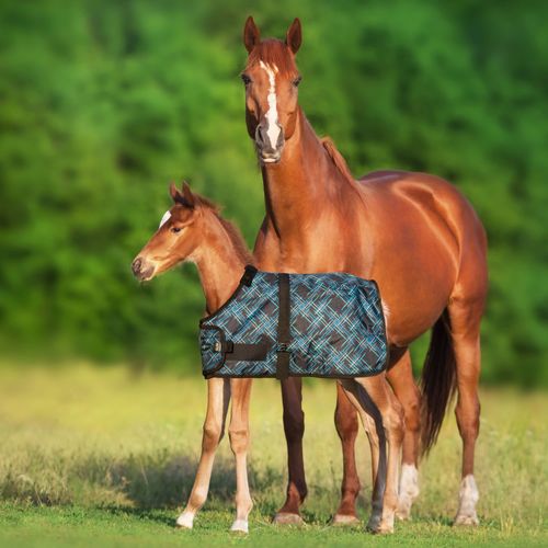 Kensington Signature Adjustable Foal Turnout - Atlantis