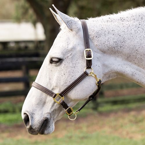 Equinavia Valkyrie Triple Stitched Leather Halter - Chocolate Brown