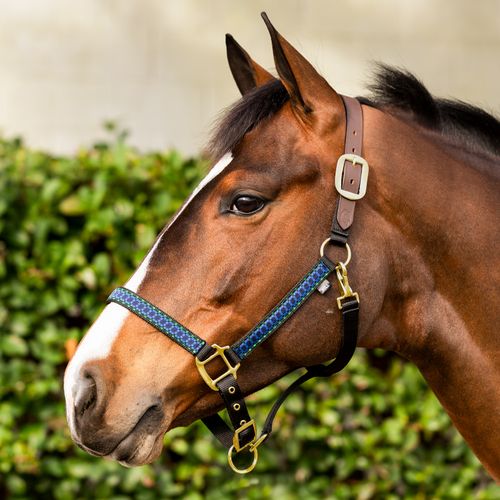Equinavia Pegasus Ribbon Breakaway Halter - Blackwatch/Plaid