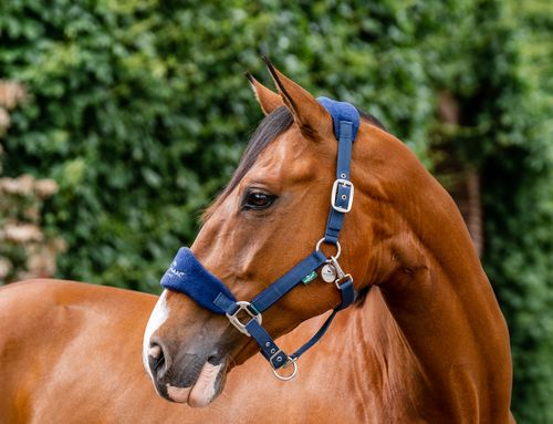 Horseware Signature Grooming Halter - Navy