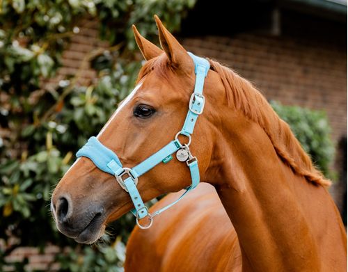 Horseware Signature Grooming Halter - Blue Haze