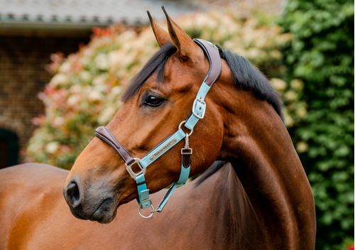 Horseware Signature Competition Halter - Brown/Blue Haze