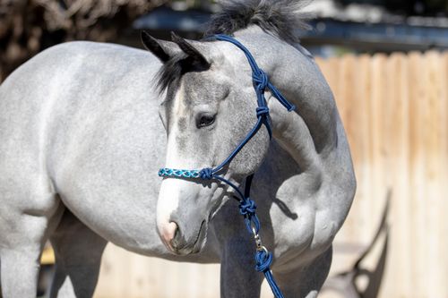 Kensington Clinician Rope Halter - Kentucky Blue