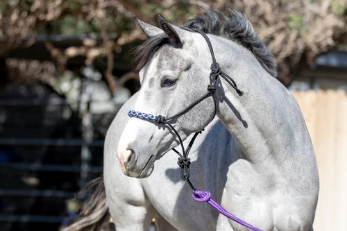 Kensington Clinician Rope Halter - Lavender Mint