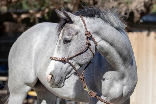 Kensington Clinician Rope Halter - Desert Sand