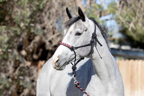 Kensington Clinician Rope Halter - Deluxe Black