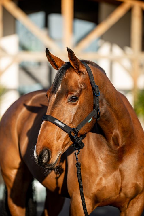 Amigo Headcollar & Leadrope Set - Black