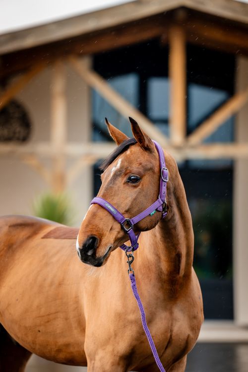 Amigo Headcollar & Leadrope Set - Winterberry