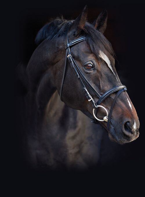 Amigo Leather Bridle - Black