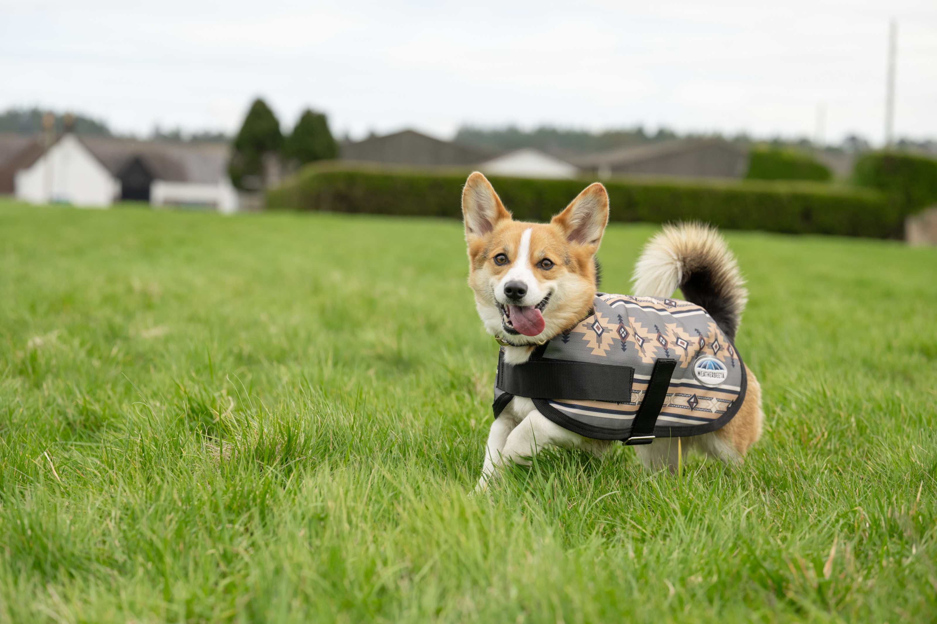 Orange Corgi Tactical Vest Weatherbeeta Comfitec Essential Dog