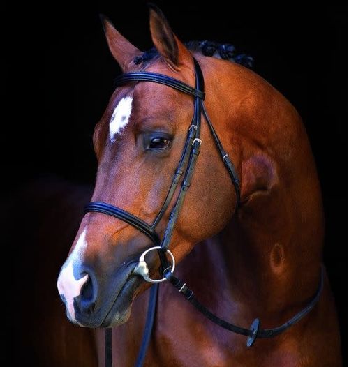 Amigo Mio Bridle - Brown