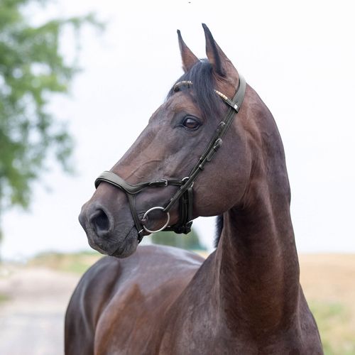 READY TO SHIP: Horze Stewart Anatomical Bridle - Horse - Black