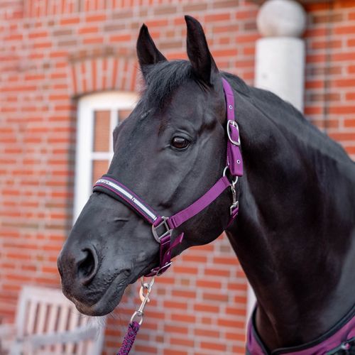 Horze Eternal Gaze Halter & Lead Set - Purple Potion