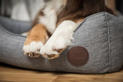 Back on Track Rocky Dog Bed - Grey