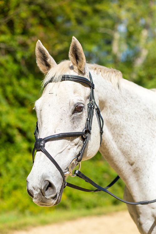 BARGAIN: Shires Avignon Woodside Bridle - Pony - Havana