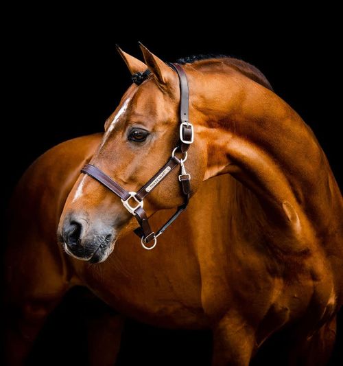 OUTLET: Horseware Signature Leather Halter - Large Horse - Brown