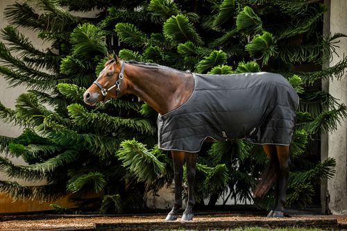 Amigo Stock Horse Stable 200g - Black/Black/Silver