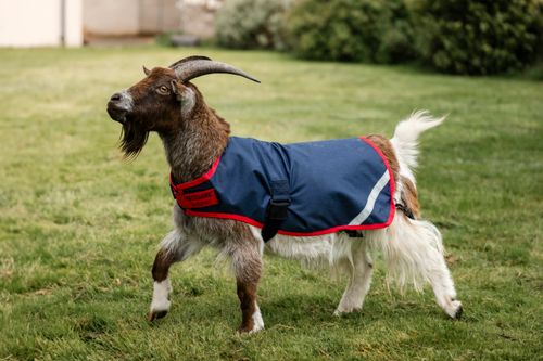 Horseware Goat Coat 0g - Navy/Red