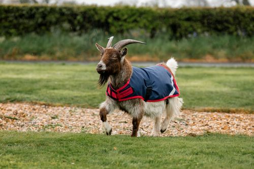 Horseware Goat Coat 200g - Navy/Red