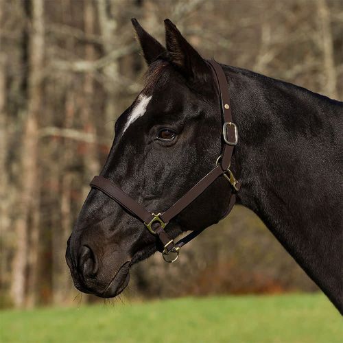 Henri de Rivel Pro Fancy Padded Rolled Throat Triple Stitched Halter - Australian Nut