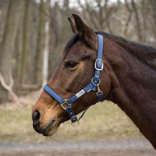 Lettia EquiFine Halter - Slate
