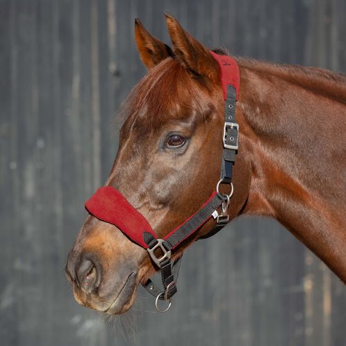 Equinavia Saga Fleece Padded Breakaway Halter - Black/Equestrian Red