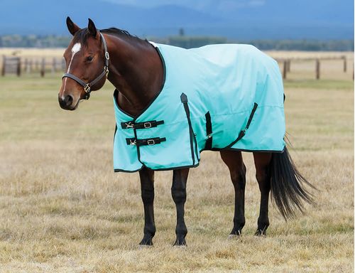 Weatherbeeta Comfitec Original Standard Neck Medium - Turquoise/Black