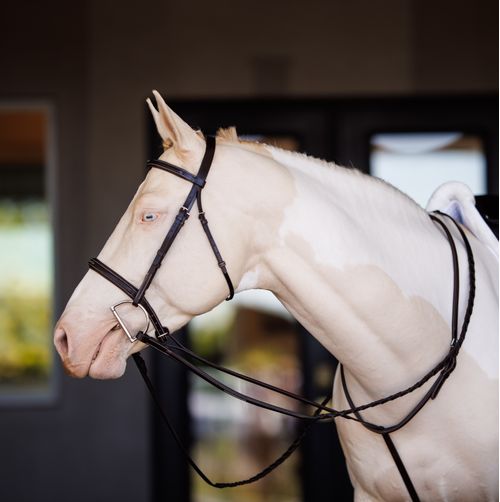 Shires Velociti Fancy Square Raised Padded Bridle w/Reins - Oak Bark