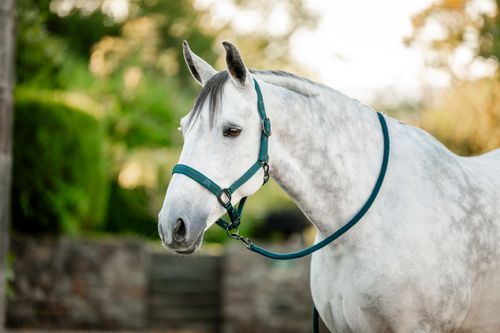 Amigo Headcollar & Leadrope - Dynasty Green