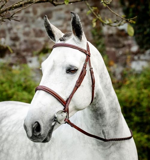 Horseware Hunter Cavesson Bridle w/Reins - Brown