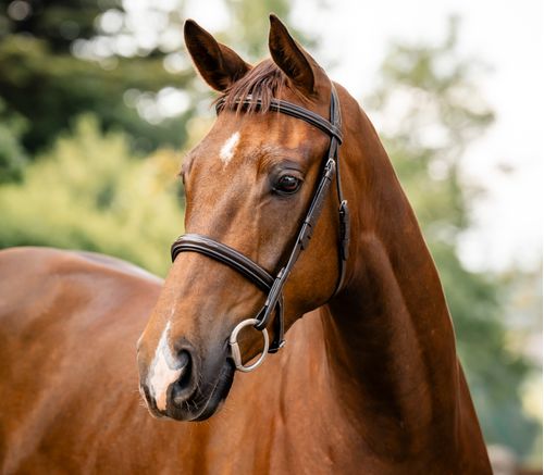 Horseware Hunter Bridle - Havana Brown