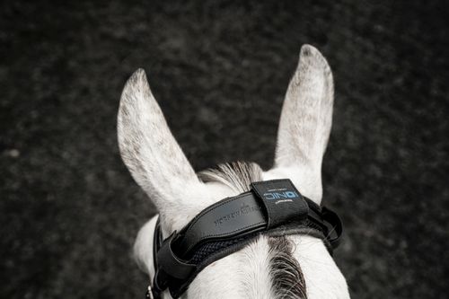 Horseware Ionic Poll Cover - Black