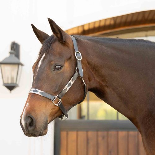Equinavia Siri Polo Leather Halter - Black/Rain Cloud