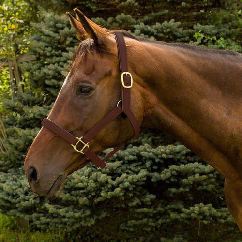 Henri de Rivel Vegan-X Leather Halter - Australian Nut