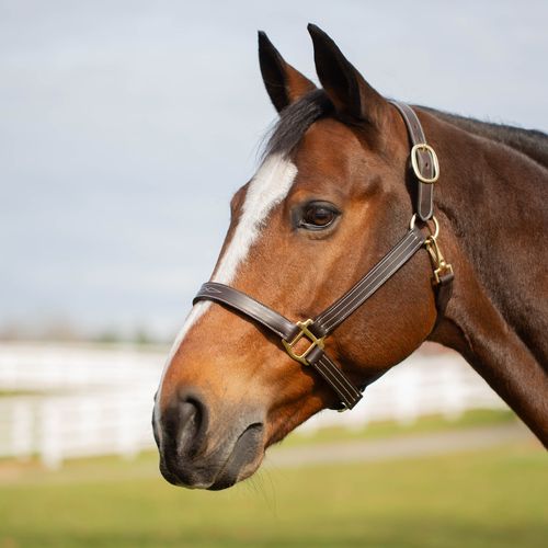 BARGAIN: Equinavia Valkyrie Classic Leather Halter - Large Horse - Chocolate Brown