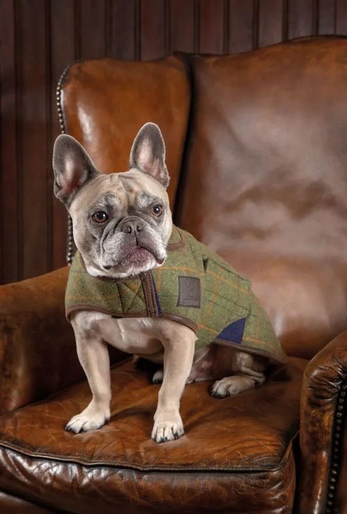 BARGAIN: Digby & Fox Tweed Dog Coat - Medium - Red/Yellow/Blue Check