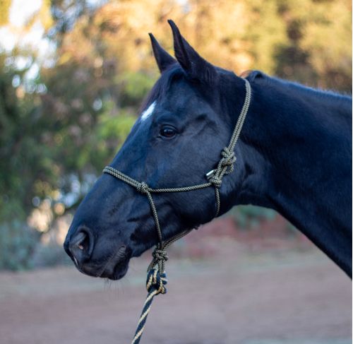 Shires ARMA Rope Halter & Lead Set - Black/Tan