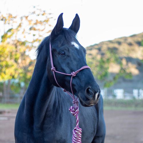 Shires ARMA Rope Halter & Lead Set - Burgundy/Tan
