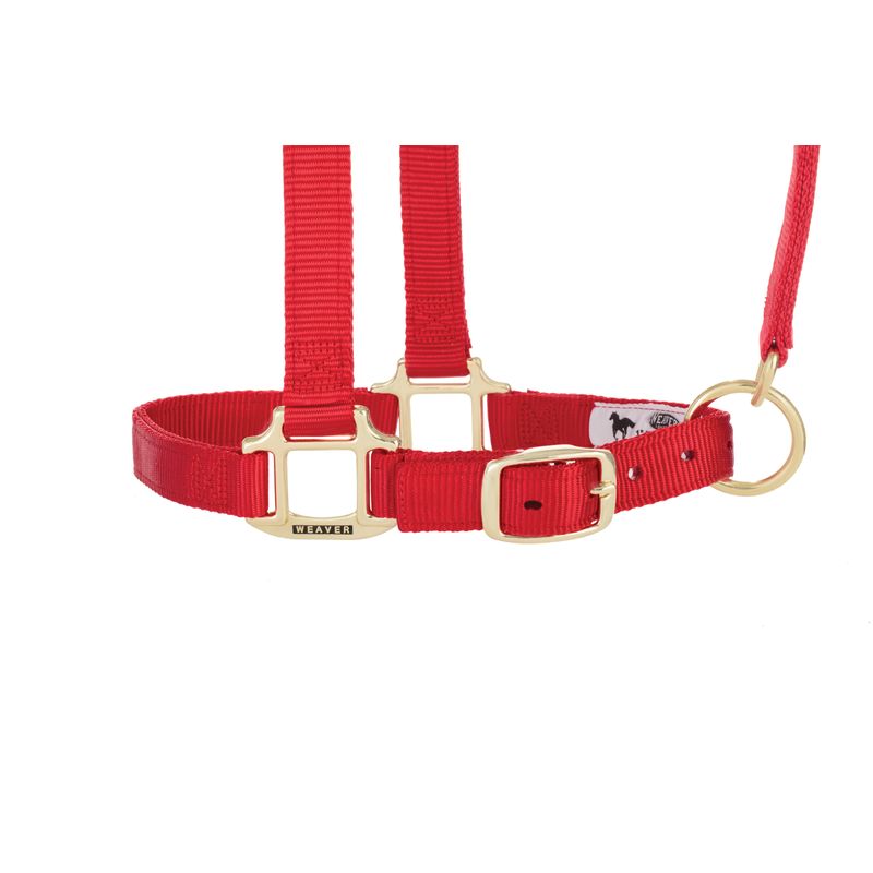 Main