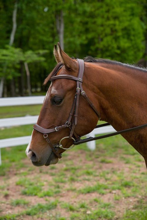 OVERSTOCK: Henri de Rivel Pro Anatomical Bridle - Horse - Australian Nut