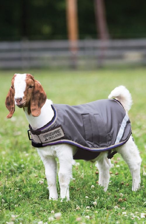 BARGAIN: Horseware Goat Rug 100g - Medium - Excalibur/Silver/Strong Blue/Black
