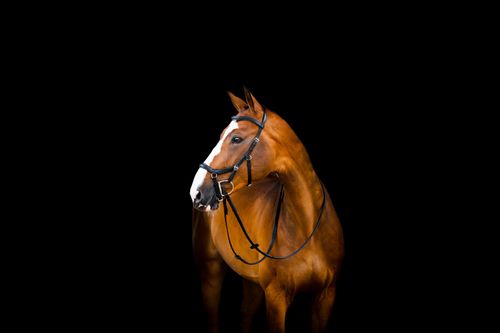 OVERSTOCK: Rambo Micklem 2 Deluxe Competition Bridle w/Reins - Large Horse - Black