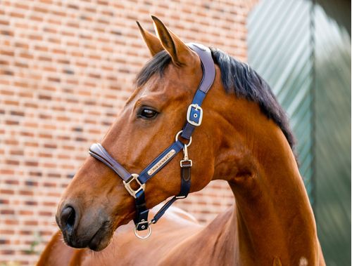 BARGAIN: Horseware Signature Competition Halter - Horse - Brown/Navy