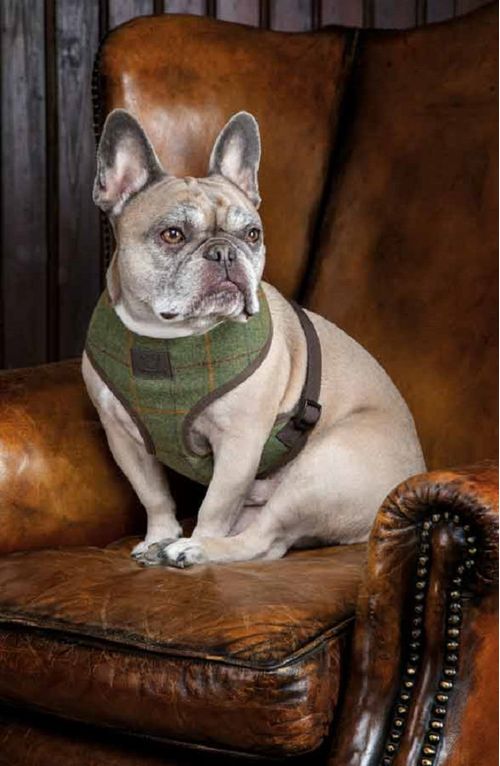 READY TO SHIP: Digby & Fox Tweed Dog Harness - X Small - Red/Yellow/Blue