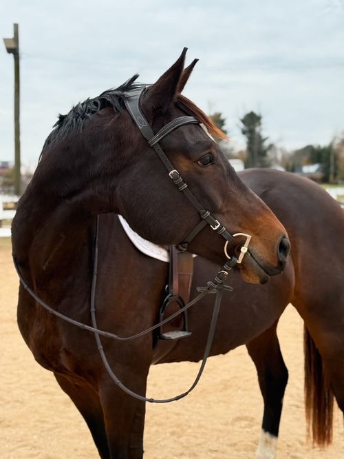 Millbrook Freedom Bridle - Dark Brown
