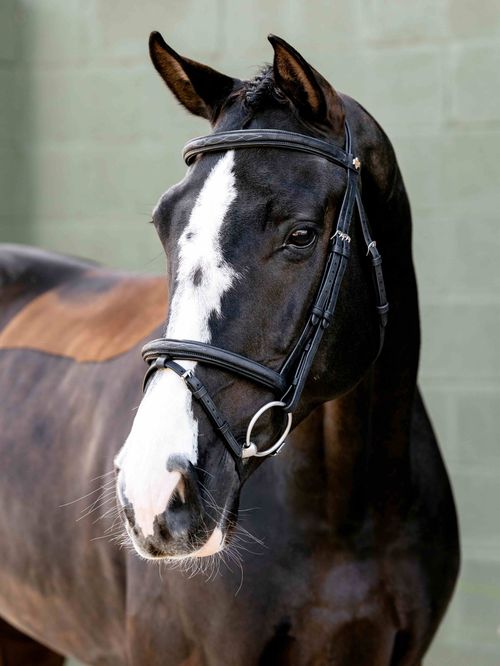 LeMieux Arika Classique Flash Bridle - Black